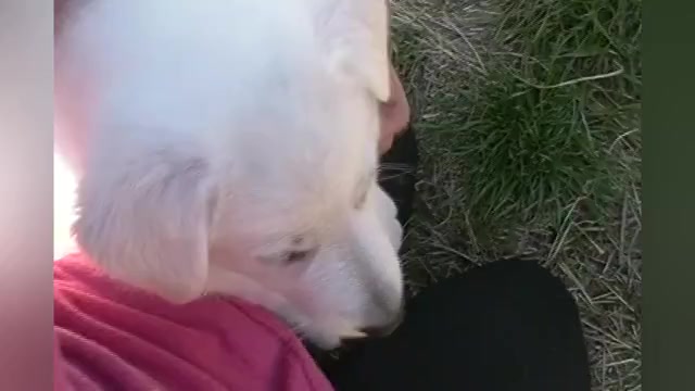 Video preview image #1 German Shepherd Dog Puppy For Sale in PIEDMONT, MO, USA