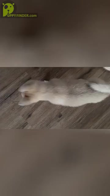 Video preview image #3 Pomsky Puppy For Sale in LOVELAND, CO, USA