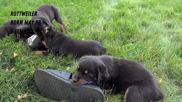 Video preview image #3 Rottweiler Puppy For Sale in GOSHEN, IN, USA