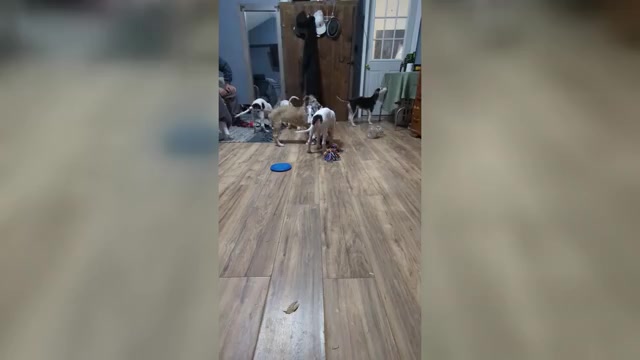 Video preview image #2 Borzoi Puppy For Sale in FULTON, NY, USA