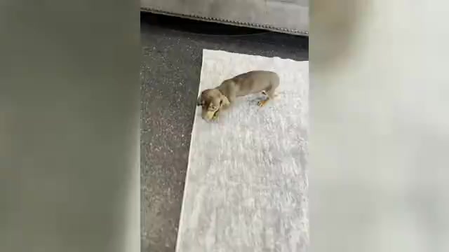 Video preview image #8 Dachshund Puppy For Sale in WARSAW, IN, USA