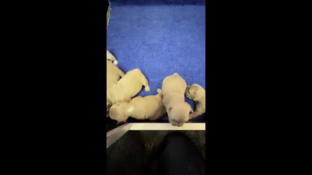 Video preview image #1 French Bulldog Puppy For Sale in WEXFORD, PA, USA