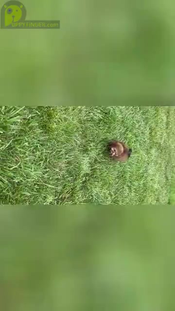 Video preview image #31 Poodle (Miniature) Puppy For Sale in WARSAW, IN, USA