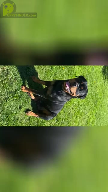 Video preview image #2  Breeder Profile in SYLMAR, CA, USA