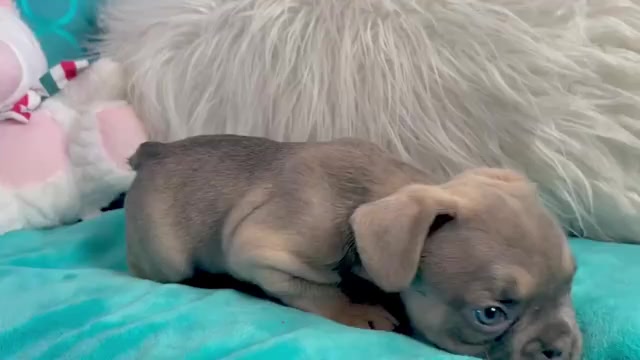 Video preview image #2 French Bulldog Puppy For Sale in CHARLOTTESVILLE, VA, USA