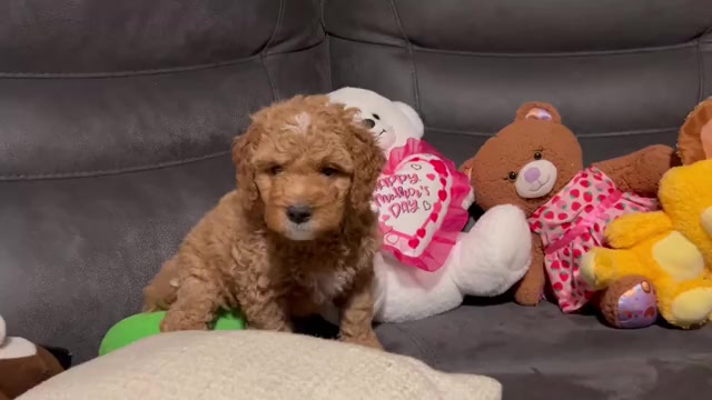 Video preview image #1 Bernedoodle Puppy For Sale in ELK GROVE, CA, USA