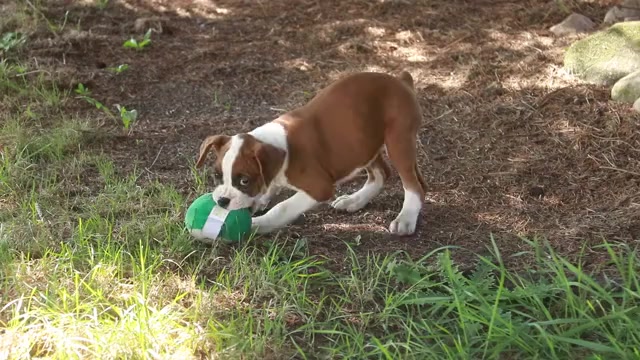 Video preview image #1 Boxer Puppy For Sale in SHIPSHEWANA, IN, USA