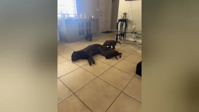 Video preview image #1 Labrador Retriever Puppy For Sale in LEHIGH ACRES, FL, USA