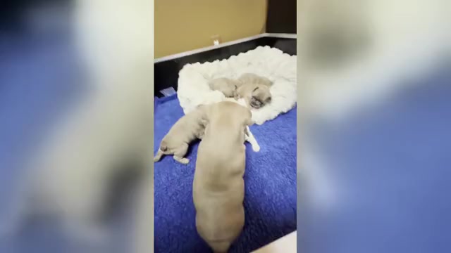 Video preview image #16 French Bulldog Puppy For Sale in WEXFORD, PA, USA