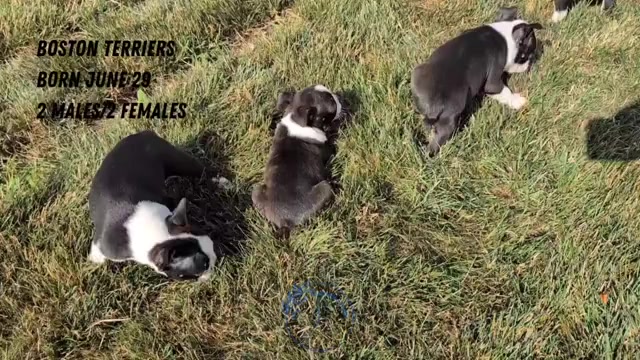 Video preview image #3 Boston Terrier Puppy For Sale in GOSHEN, IN, USA