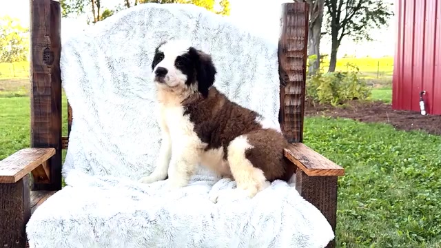 Video preview image #3 Saint Bernard Puppy For Sale in WAKARUSA, IN, USA