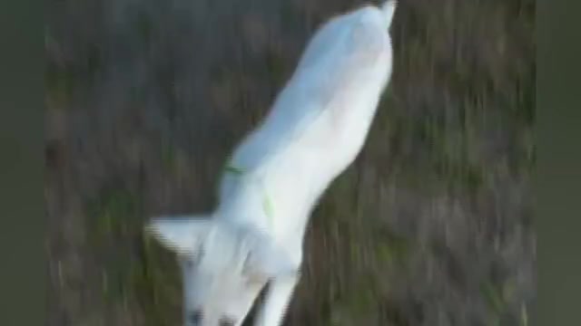 Video preview image #1 German Shepherd Dog Puppy For Sale in PIEDMONT, MO, USA