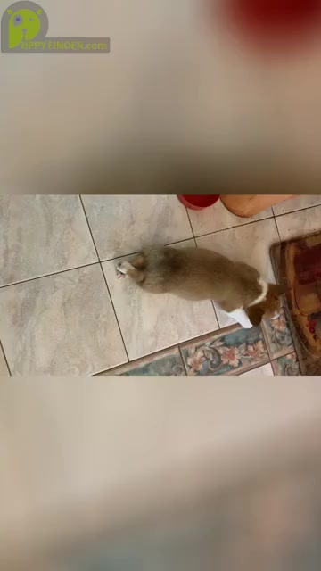 Video preview image #2 Pembroke Welsh Corgi Puppy For Sale in SMITHTOWN, NY, USA