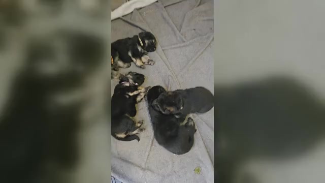 Video preview image #1 German Shepherd Dog Puppy For Sale in WATERBURY, CT, USA