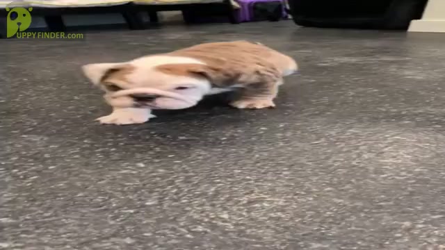 Video preview image #6 English Bulldog Puppy For Sale in WARSAW, IN, USA