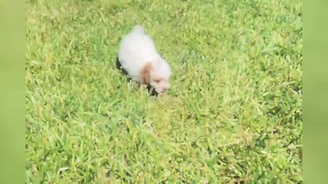 Video preview image #1 Poodle (Miniature) Puppy For Sale in WARSAW, IN, USA
