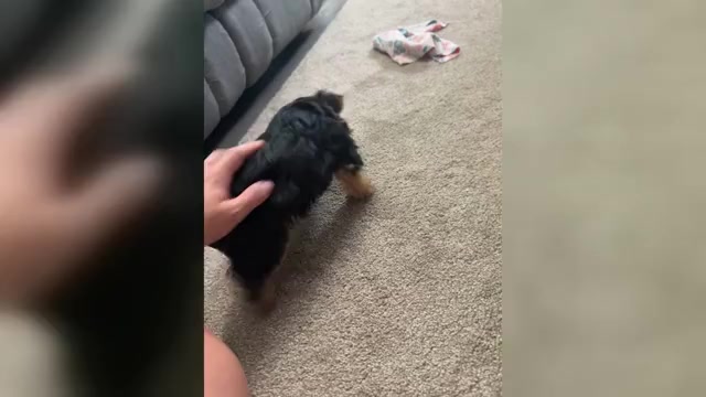 Video preview image #1 Yorkshire Terrier Puppy For Sale in NAPPANEE, IN, USA