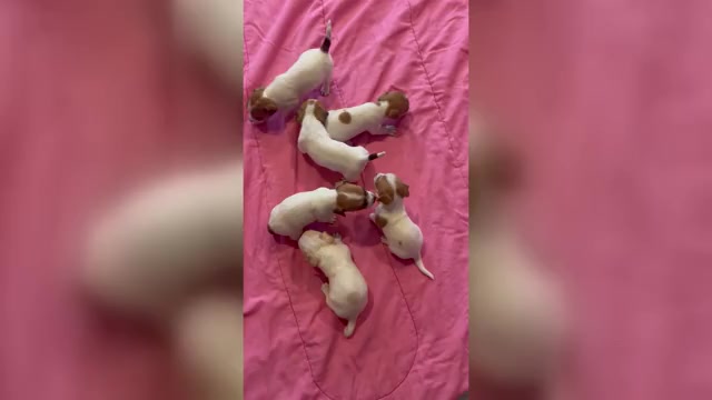 Video preview image #2 Jack Russell Terrier Puppy For Sale in HARRISVILLE, RI, USA