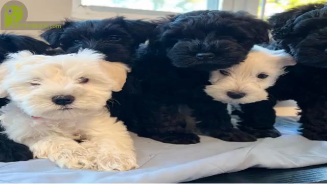 Video preview image #1 Schnauzer (Miniature) Puppy For Sale in SOUTH BEND, IN, USA