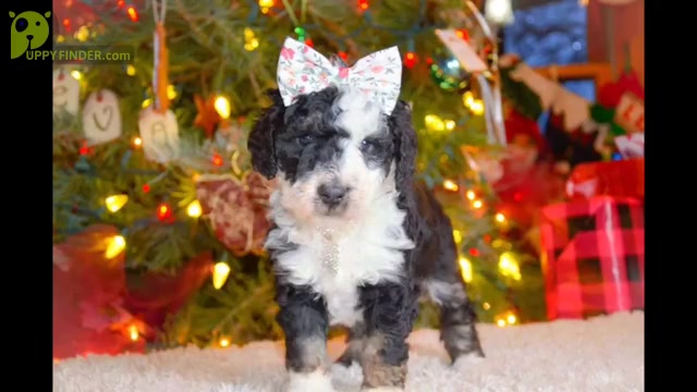 Video preview image #1 Bernedoodle Puppy For Sale in NORTH ADAMS, MI, USA