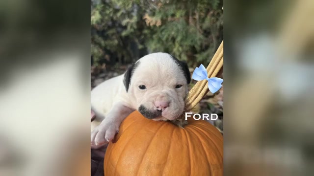 Video preview image #1 American Bulldog Puppy For Sale in WOODBURY, NJ, USA