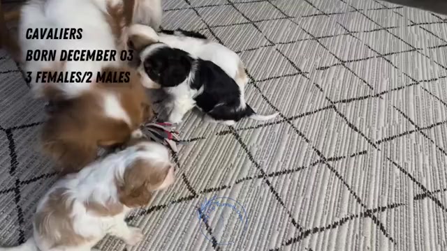 Video preview image #2 Cavalier King Charles Spaniel Puppy For Sale in GOSHEN, IN, USA