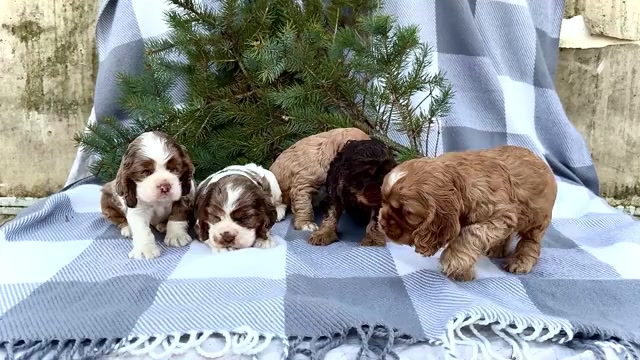 Video preview image #1 Cocker Spaniel Puppy For Sale in WAKARUSA, IN, USA