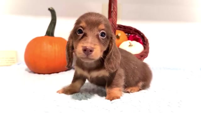 Video preview image #1 Dachshund Puppy For Sale in WAKARUSA, IN, USA