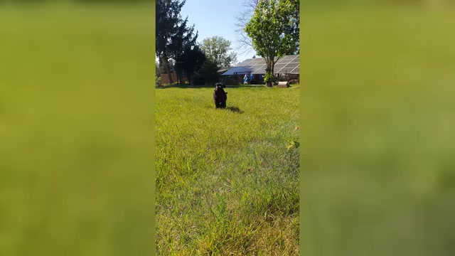 Video preview image #3 Schnauzer (Miniature) Puppy For Sale in Hatvan, Heves, Hungary
