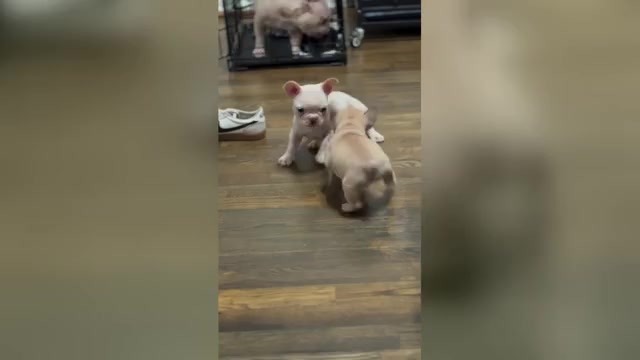 Video preview image #1  Breeder Profile in BONAIRE, GA, USA