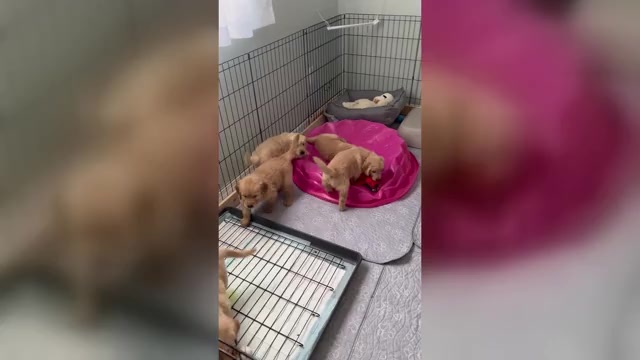 Video preview image #5 Golden Retriever Puppy For Sale in PALMETTO, FL, USA