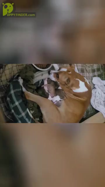 Video preview image #3  Breeder Profile in ROCKMART, GA, USA