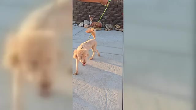 Video preview image #1 Double Doodle Puppy For Sale in HESPERIA, CA, USA