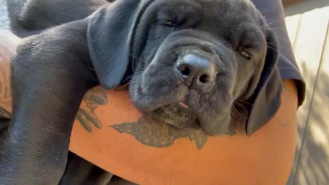 Video preview image #1 Cane Corso Puppy For Sale in RIDGEWAY, VA, USA