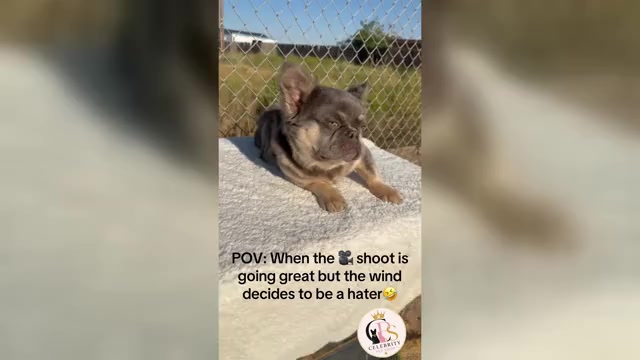 Video preview image #1 French Bulldog Puppy For Sale in HOUSTON, TX, USA
