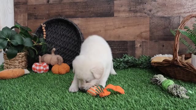 Video preview image #1 Labrador Retriever Puppy For Sale in SYRACUSE, IN, USA