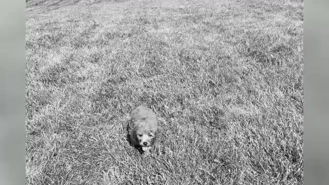 Video preview image #1 Poodle (Miniature) Puppy For Sale in WARSAW, IN, USA