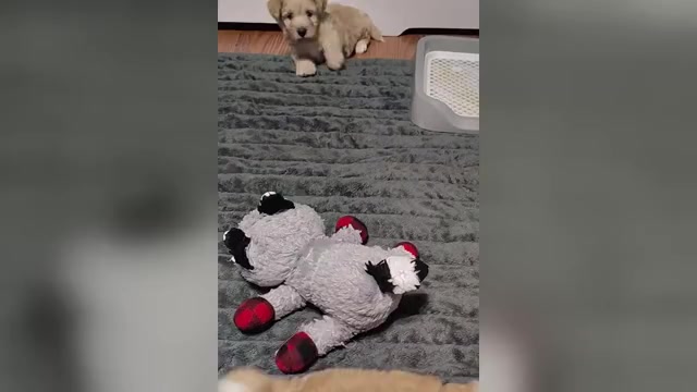 Video preview image #2 Maltipoo (Miniature) Puppy For Sale in SAN ANTONIO, TX, USA