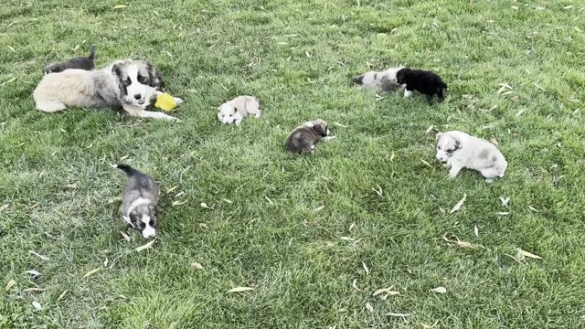 Video preview image #3 Border Collie Puppy For Sale in MESA, WA, USA