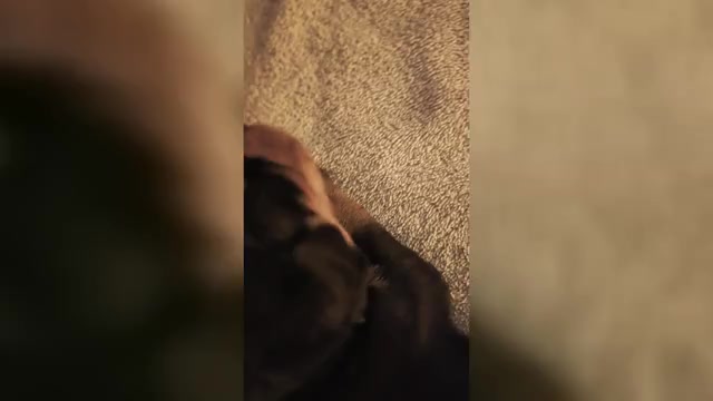 Video preview image #1 Rottweiler Puppy For Sale in CANDIA, NH, USA