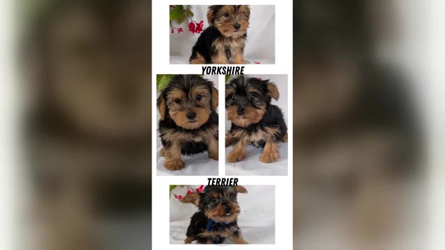 Video preview image #1 Yorkshire Terrier Puppy For Sale in GOSHEN, IN, USA