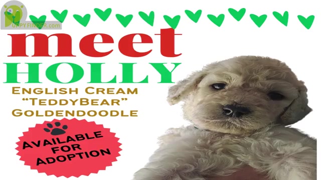 Video preview image #12  Breeder Profile in BROOMFIELD, CO, USA