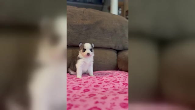 Video preview image #8 Pomsky Puppy For Sale in DRACUT, MA, USA