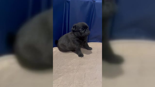 Video preview image #3 Pug Puppy For Sale in CEDAR RAPIDS, IA, USA