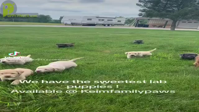 Video preview image #3  Breeder Profile in FREDERICKSBG, OH, USA