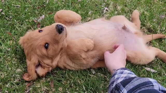 Video preview image #2 Golden Retriever Puppy For Sale in THOMASTON, ME, USA