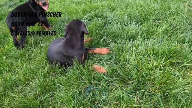 Video preview image #2 Doberman Pinscher Puppy For Sale in GOSHEN, IN, USA