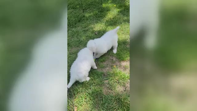 Video preview image #3 Great Pyrenees Puppy For Sale in SCOTTSVILLE, KY, USA