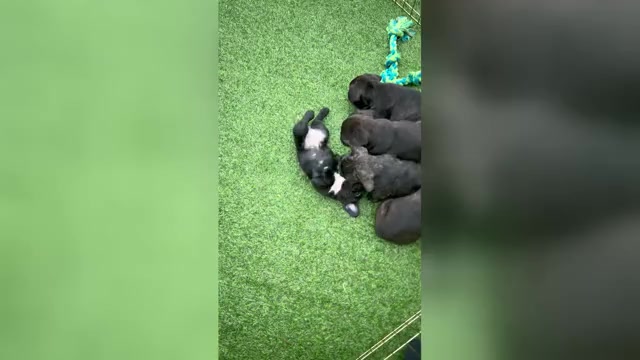 Video preview image #4 French Bulldog Puppy For Sale in JOLIET, IL, USA