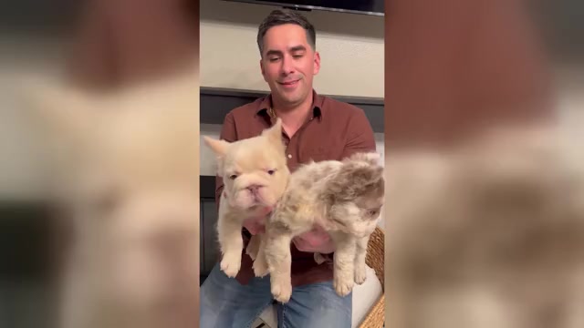 Video preview image #1 French Bulldog Puppy For Sale in SAN DIEGO, CA, USA